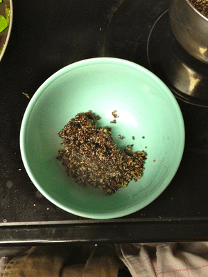 black quinoa
