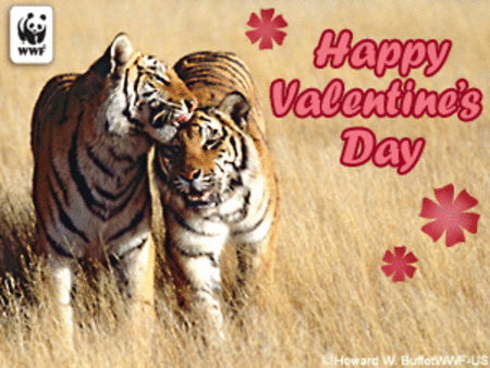 Happy Valentine's Day