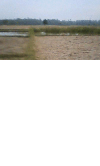 picasion