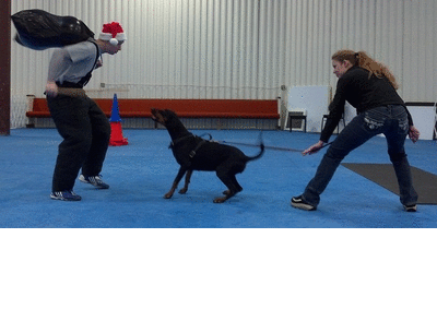 Doberman taking down Santa in Ring sport training Doberman taking down Santa in ring sport training