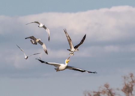 Osprey (pandion haliaetus) with a large rainbow trout is chased by a white pelican.
