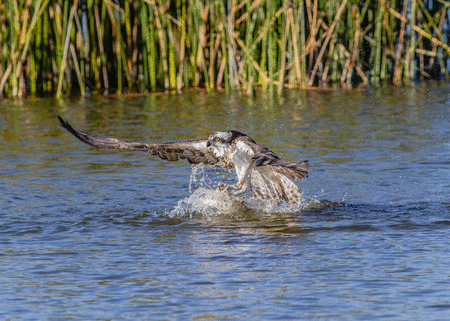 Osprey (pandion haliaetus) fishing for a large rainbow trout.