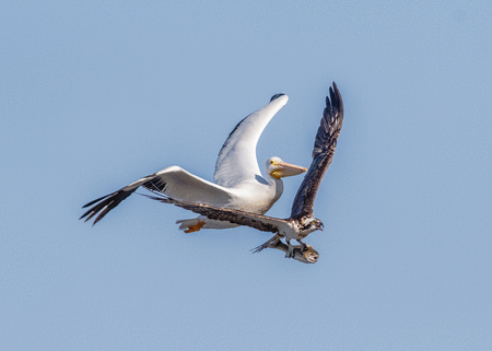 Osprey (pandion haliaetus) with a large rainbow trout is chased by a white pelican