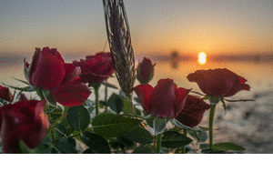 http://picasion.com/