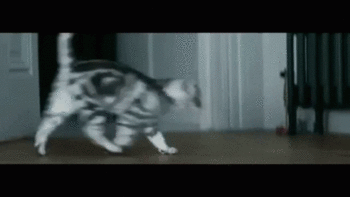 c20f44b98911269f465ed0161a16c9bb.gif