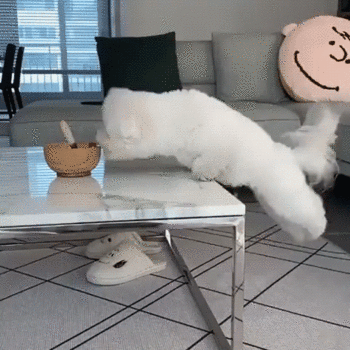 c8fd02d382b804c70bb05391c03ac8a0.gif